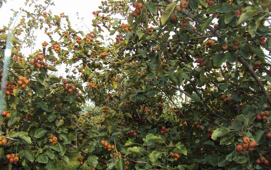 Localized image from t5.picb.cc