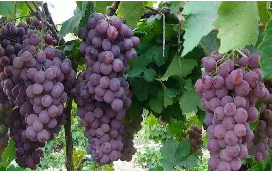 葡萄种植相关图片