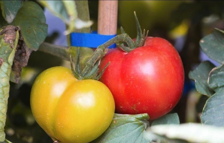 温都尔勒图镇西红柿地