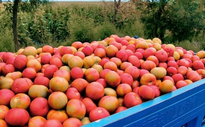 温都尔勒图镇返乡青年