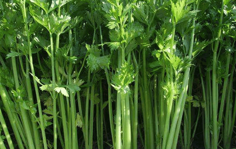 西芹高产“脆嫩”秘籍