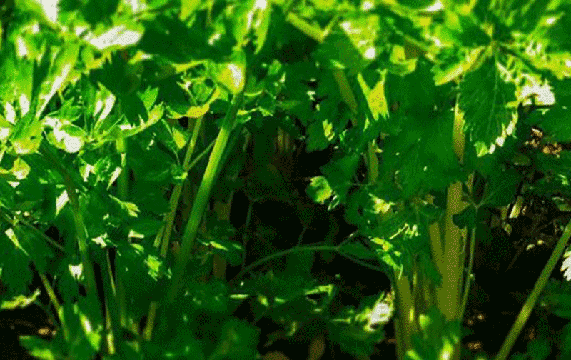 西芹高产“脆嫩”秘籍