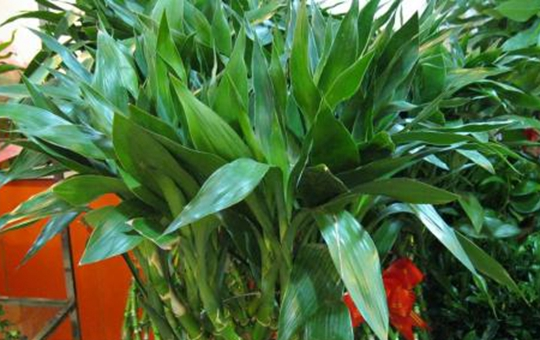 富贵竹光照环境