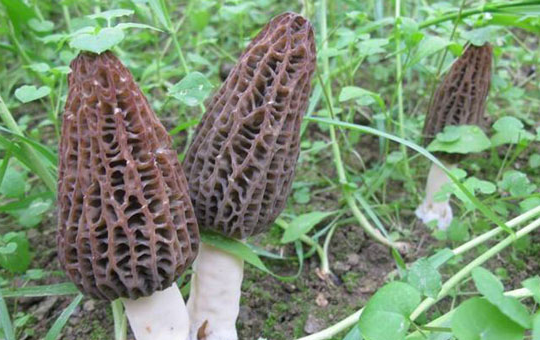 羊肚菌生长土壤