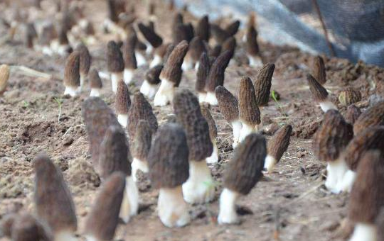 羊肚菌生长光照