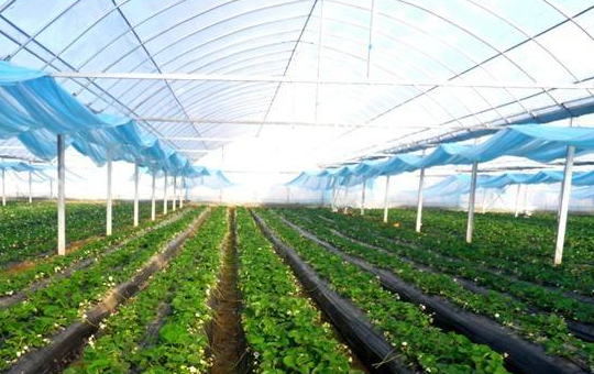 定植及管理相关图片