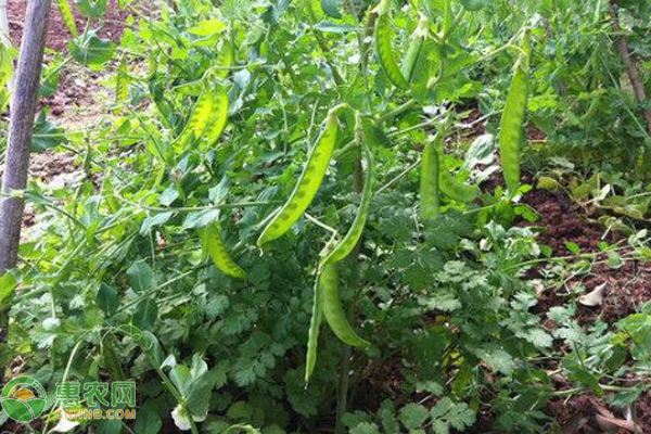 荷兰豆种植季节及栽培技巧详解