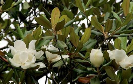 玉兰树最佳种植时间及栽培技巧详解