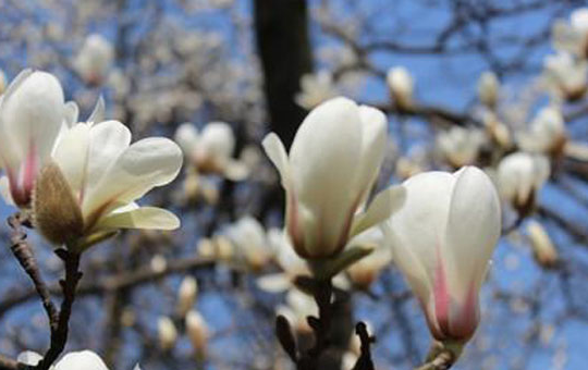 玉兰树最佳种植时间及栽培技巧详解
