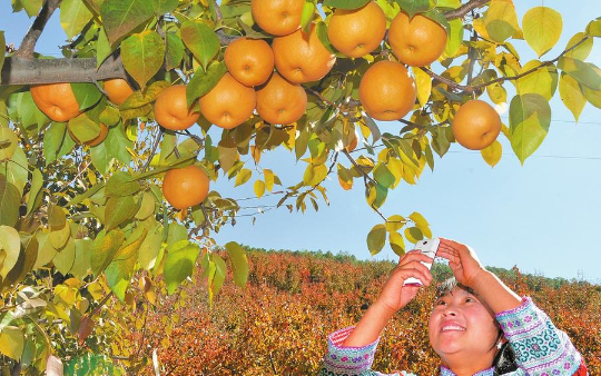 云龙县农业发展相关景象