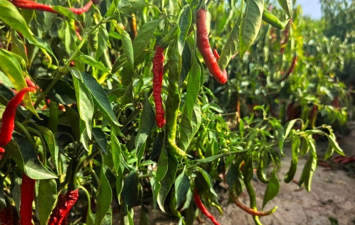 高台县蜜瓜产业