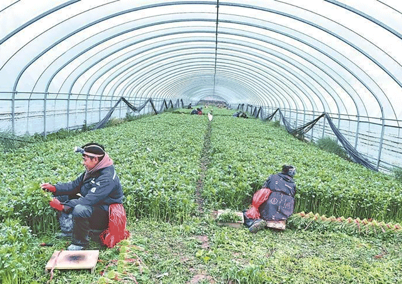 特色培育也打开了产业多元化的道路。青林乡中庄村引进金耳菌种植项目，不仅拓宽了冷凉产业的边界，还带动了周边村庄的脱贫户就业。公司负责人沈玉兰表示，明年计划扩种，以成本价给三个村村民供菌棒，统一收购销售，让更多人参与。