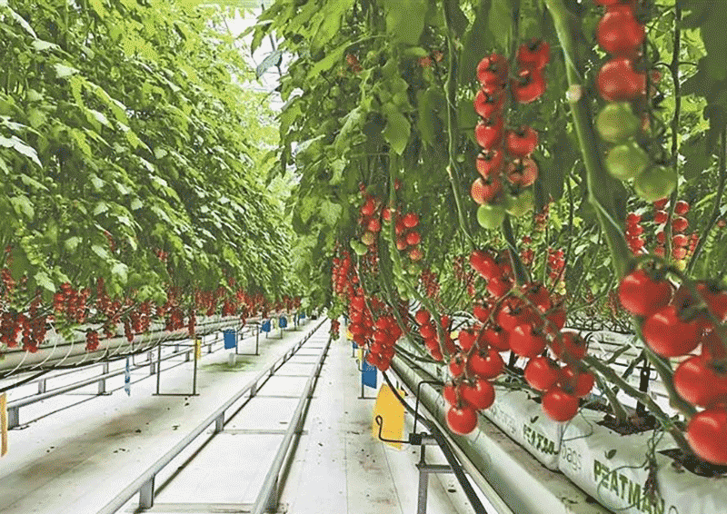 特色培育也打开了产业多元化的道路。青林乡中庄村引进金耳菌种植项目，不仅拓宽了冷凉产业的边界，还带动了周边村庄的脱贫户就业。公司负责人沈玉兰表示，明年计划扩种，以成本价给三个村村民供菌棒，统一收购销售，让更多人参与。