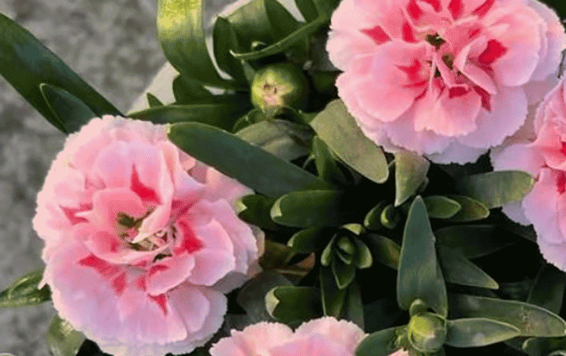 康乃馨种植土壤