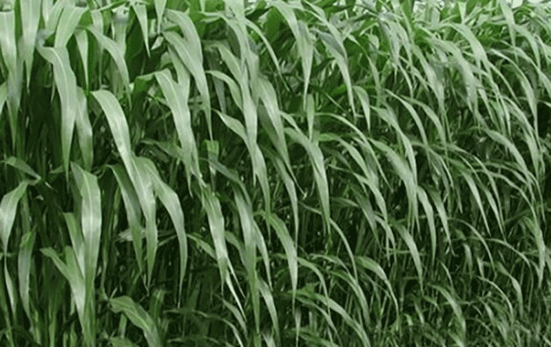 高丹草生长场景