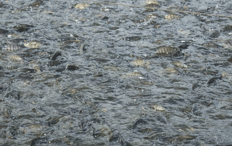 养殖场工作人员工作场景