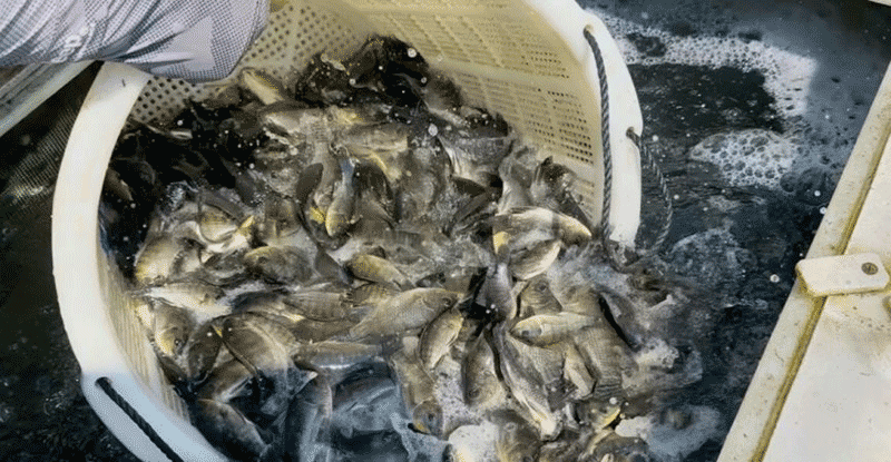 村民在养殖场工作