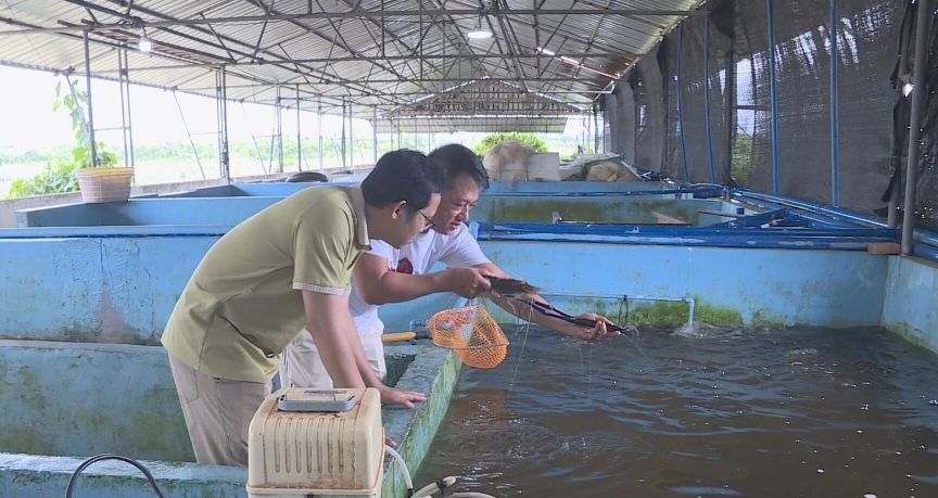 琼海罗氏沼虾养殖助力乡村振兴：300 亩水库养殖年投苗千万尾，肉质鲜甜受追捧