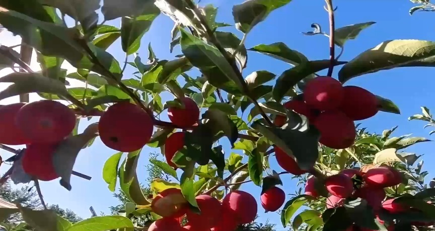 新疆香妃海棠果和工业辣椒