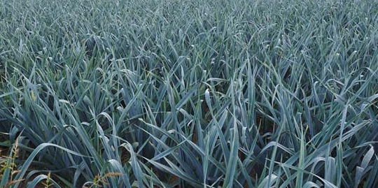 大蒜最晚几月份种？种植时间与方法详解