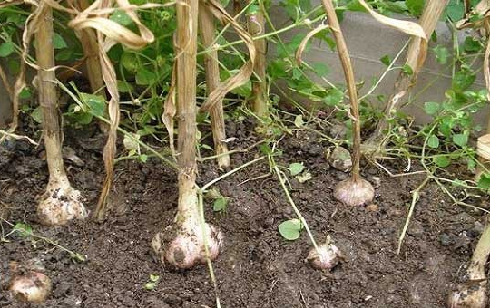 大蒜最晚几月份种？种植时间与方法详解