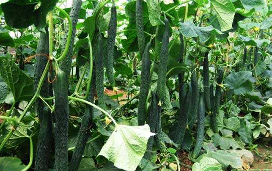 黄瓜种植图片