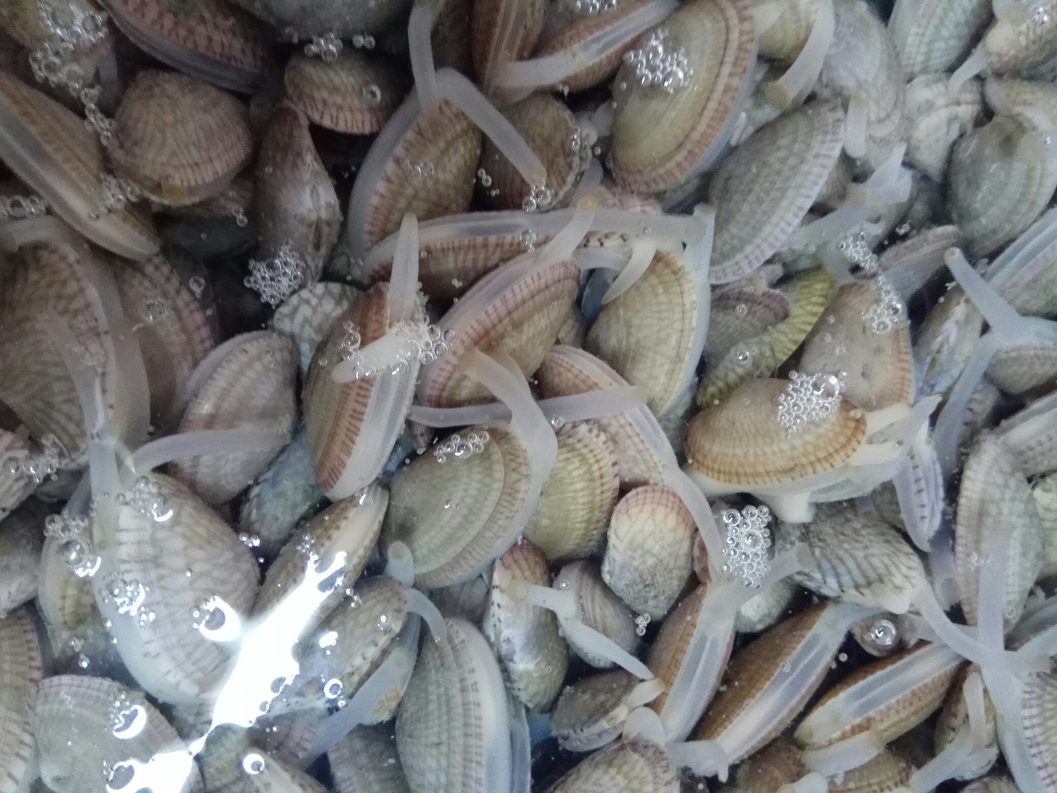 花蛤在受到刺激时迅速闭合壳体，表明其为活体