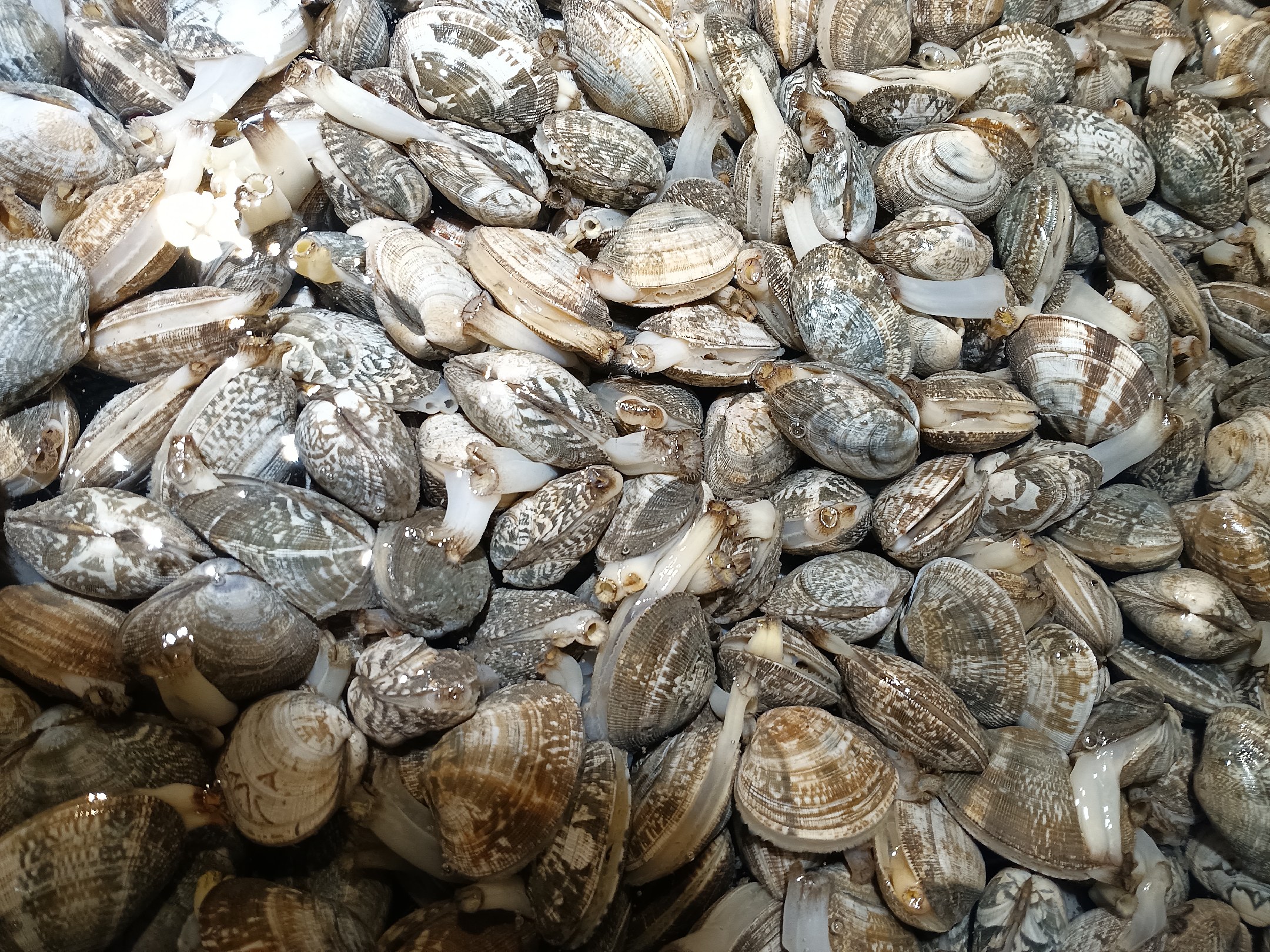 花蛤养殖密度控制图示，合理密度有助于提高存活率和生长速度