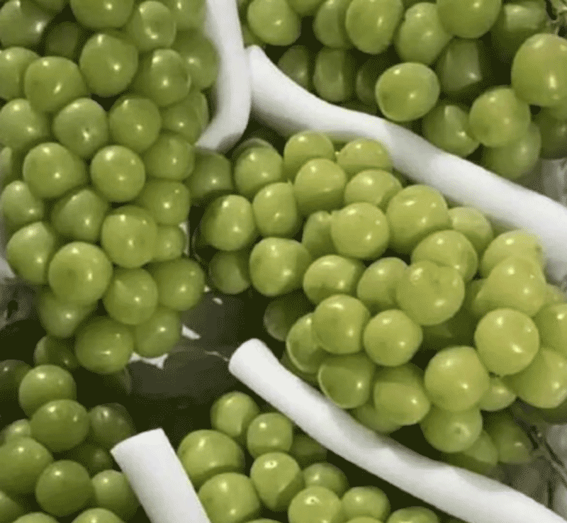 阳光玫瑰葡萄种植