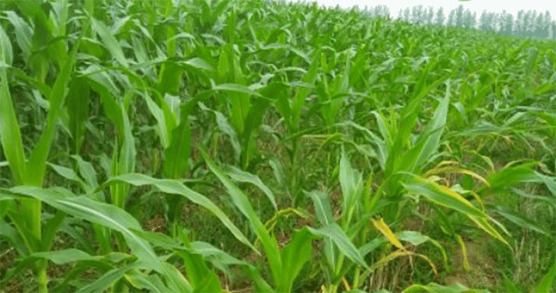北方玉米种植