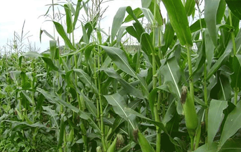 玉米品种
