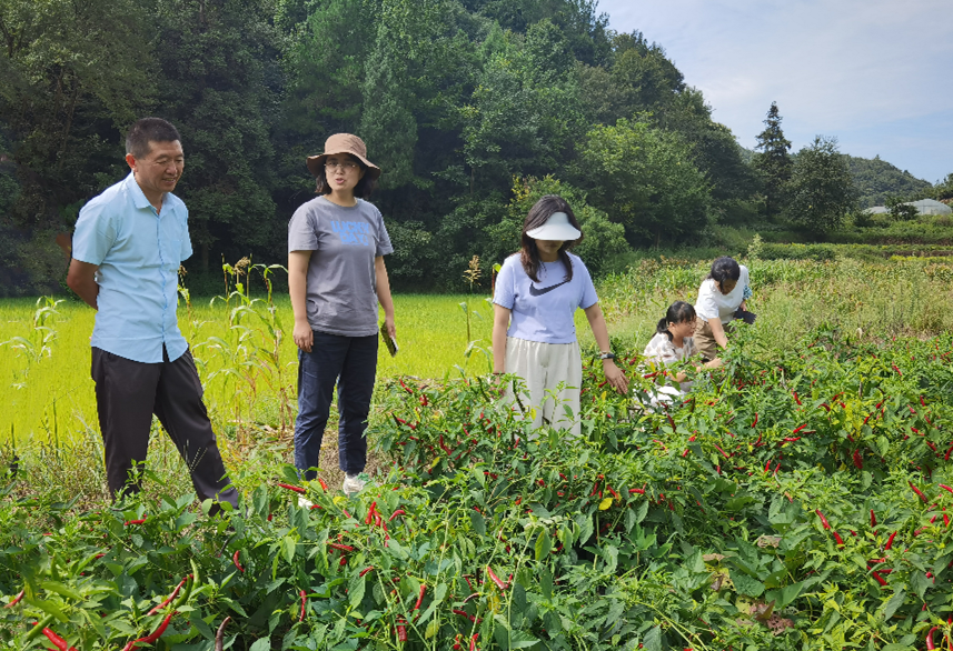 绥阳辣椒种植