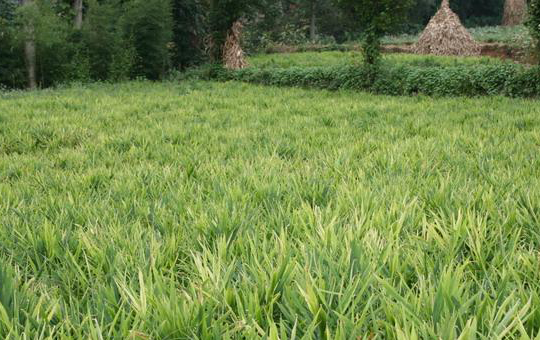 菜园“黄金搭档”——把葱和姜种在一起，省地又省心