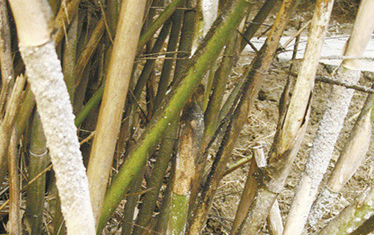 找准“竹历”下种——跟着节气栽竹子,成活九成不操心