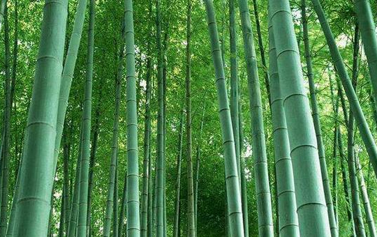 找准“竹历”下种——跟着节气栽竹子,成活九成不操心