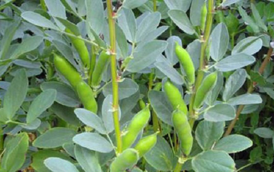 蚕豆种子