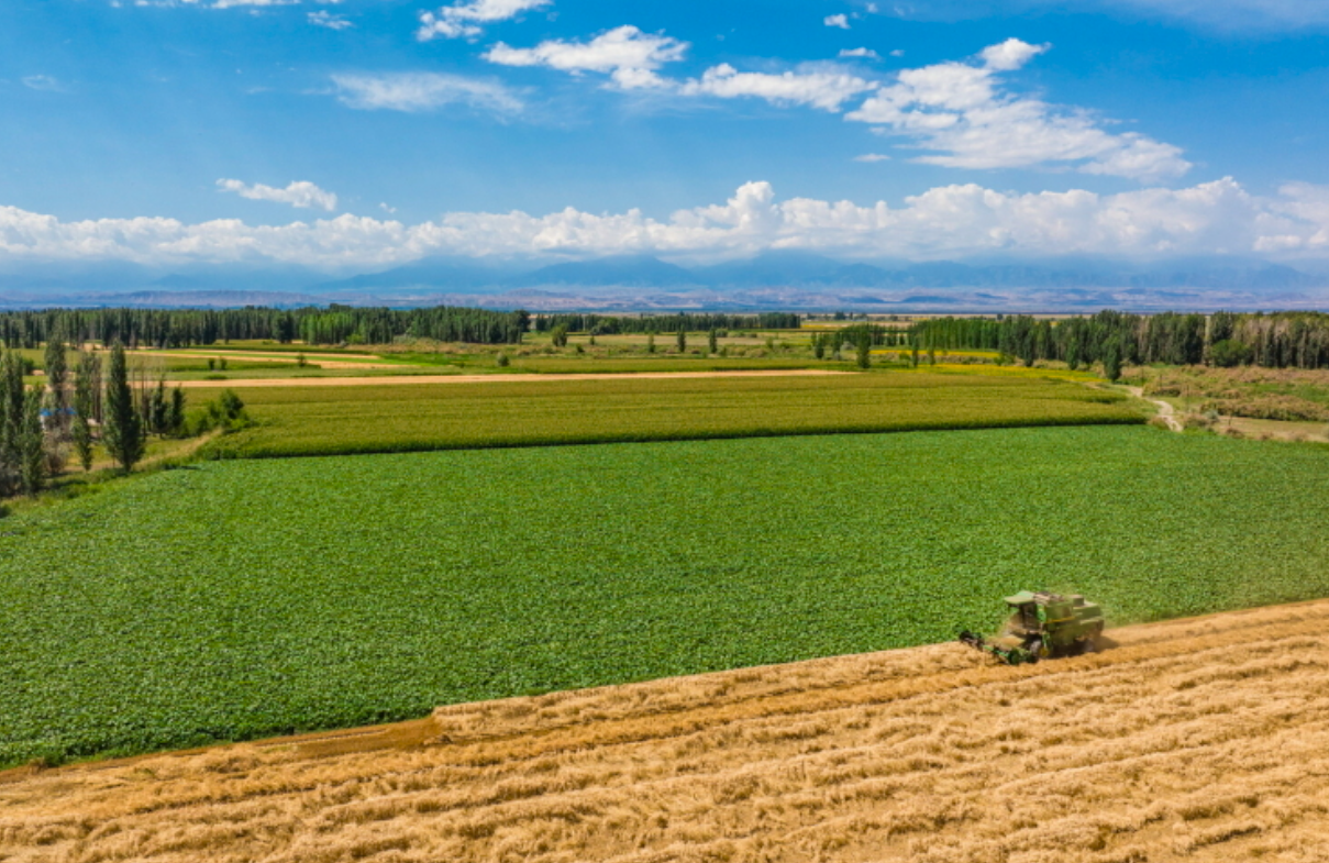 金秋大兴安岭:寒地麦浪奏响丰收强音
