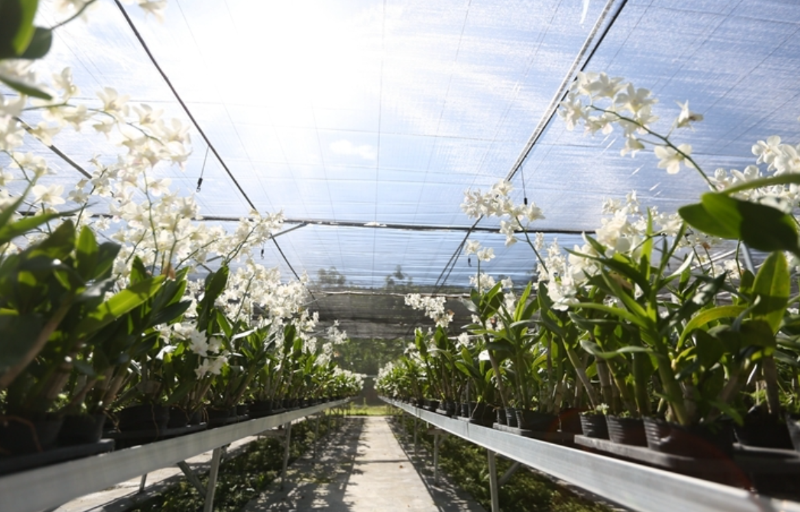 “看不到花才是最好!” 海南这个黎乡小镇,靠小众兰花香飘海内外,年产值超500万