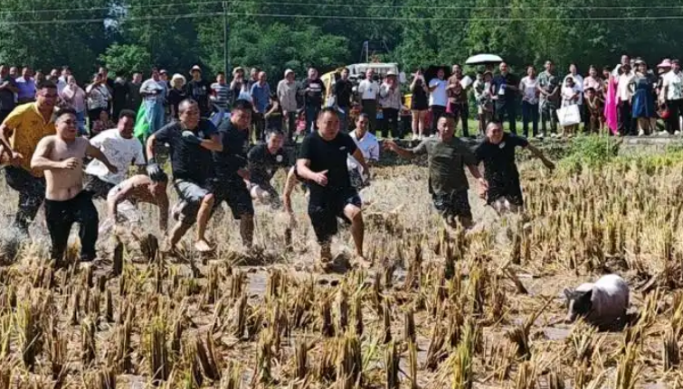 永丰村农趣大赛嗨翻天！割稻摸鱼擒猪赛，一等奖竟牵走一头猪