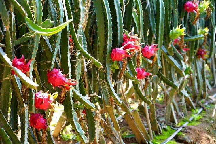 晋北黄土地结出热带果，河曲农民试种火龙果成功