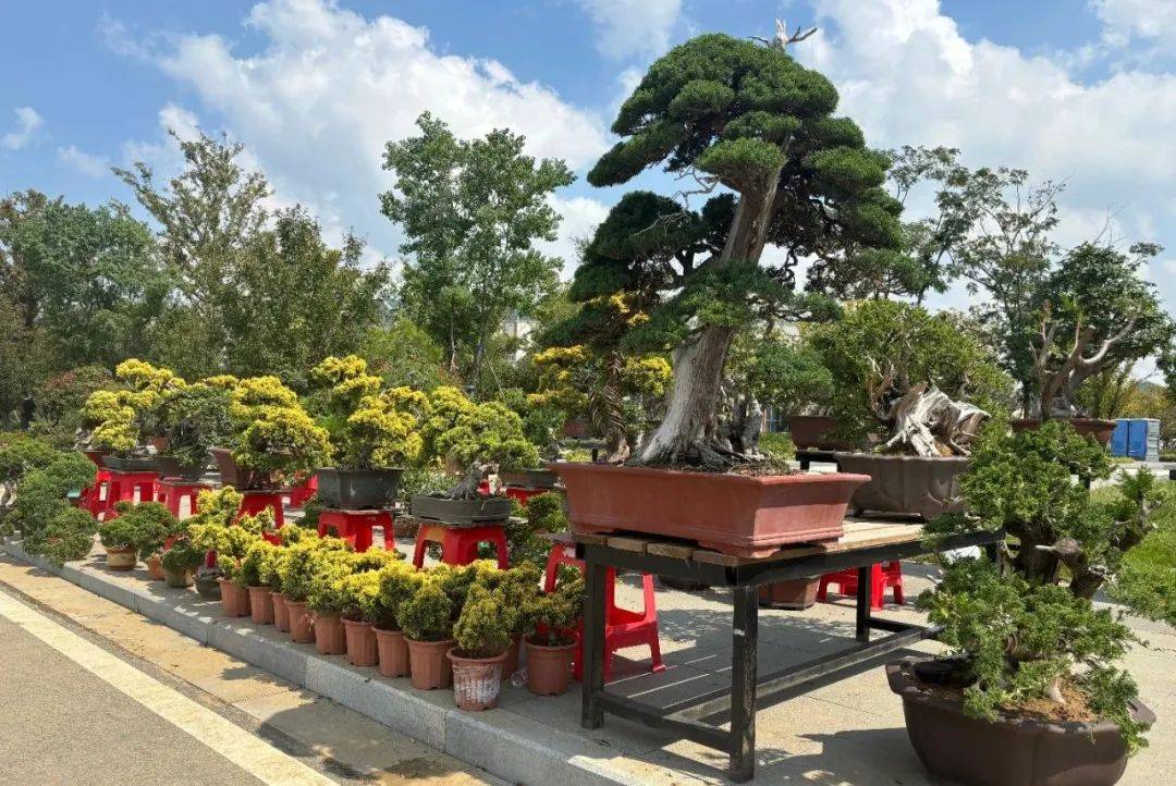 沭阳“花木经济”火热：“双十一”前夕直播带货忙，产业富民成效显