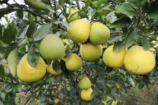 丰收季探访长泰蜜柚园：一颗好柚的养成之道