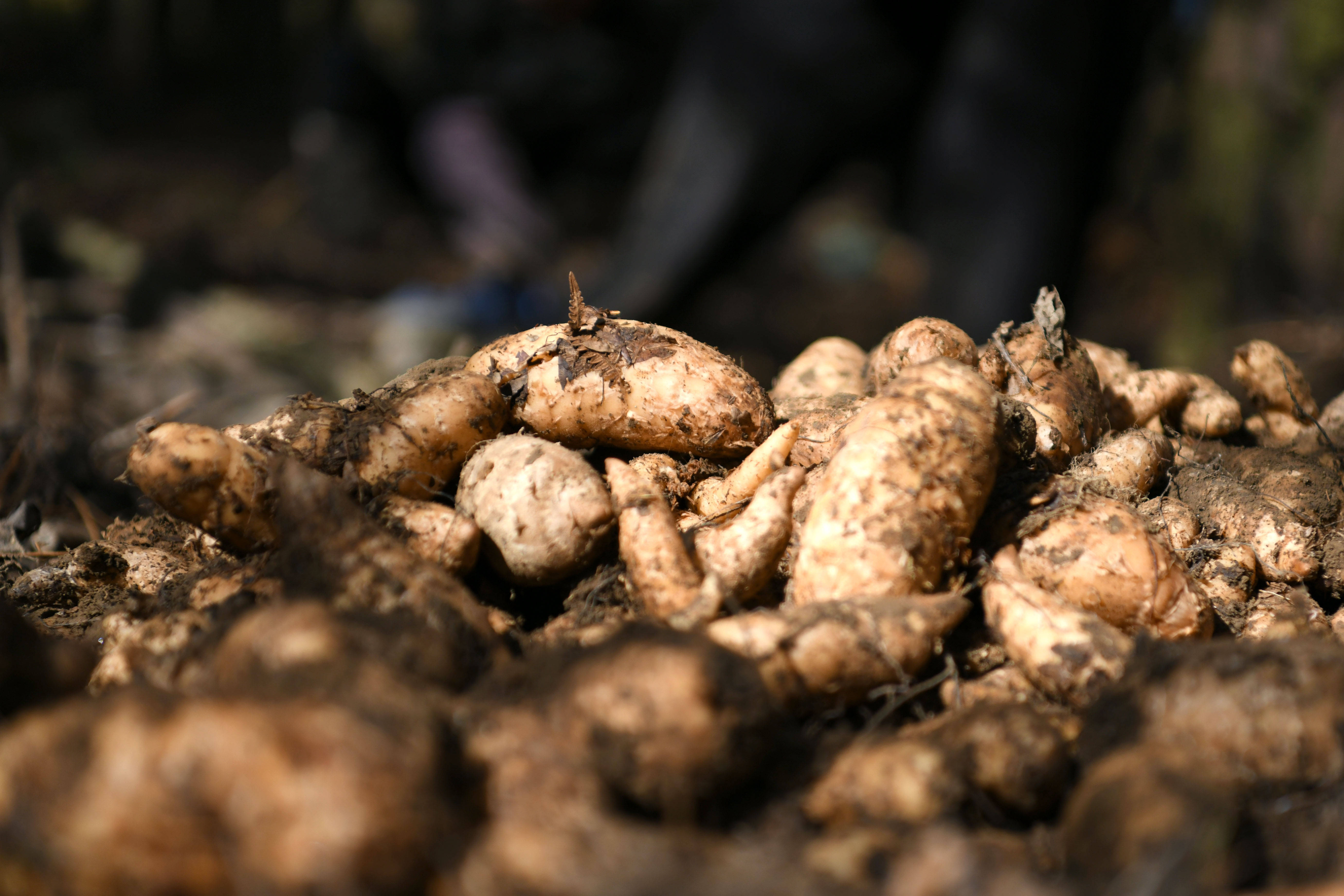 从“人背马驮”到“货车直达”，一条路激活七星关区乡村产业