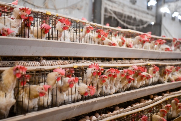 鸡吃饲料还是粮食更划算？实测告诉你