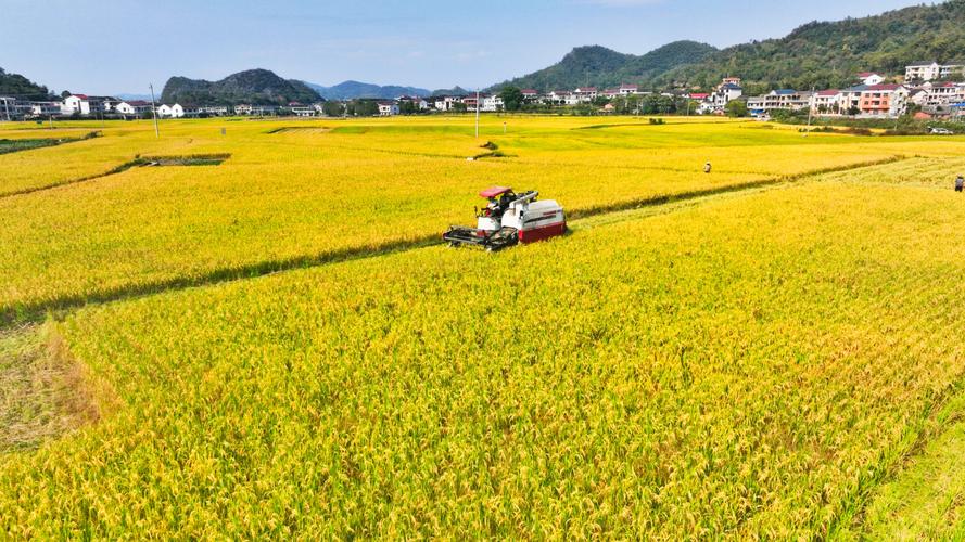 新邵县晚稻丰收：科技助力绘就金色画卷