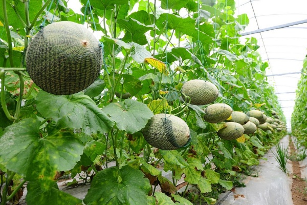 哈密瓜种植有哪些技巧?
