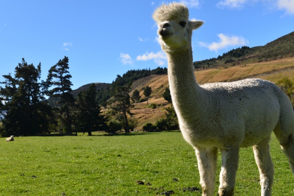 羊驼怎么养才能成功？新手入门必看指南
