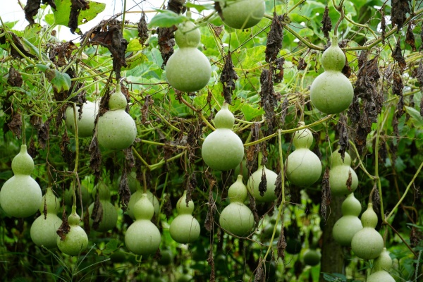 葫芦什么时候结瓜?葫芦结满架有什么技巧和方法?