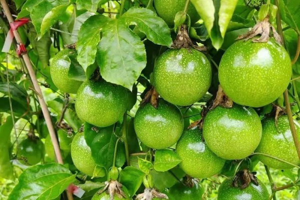 百香果种植：选对时间、掌握技巧，丰收不再难