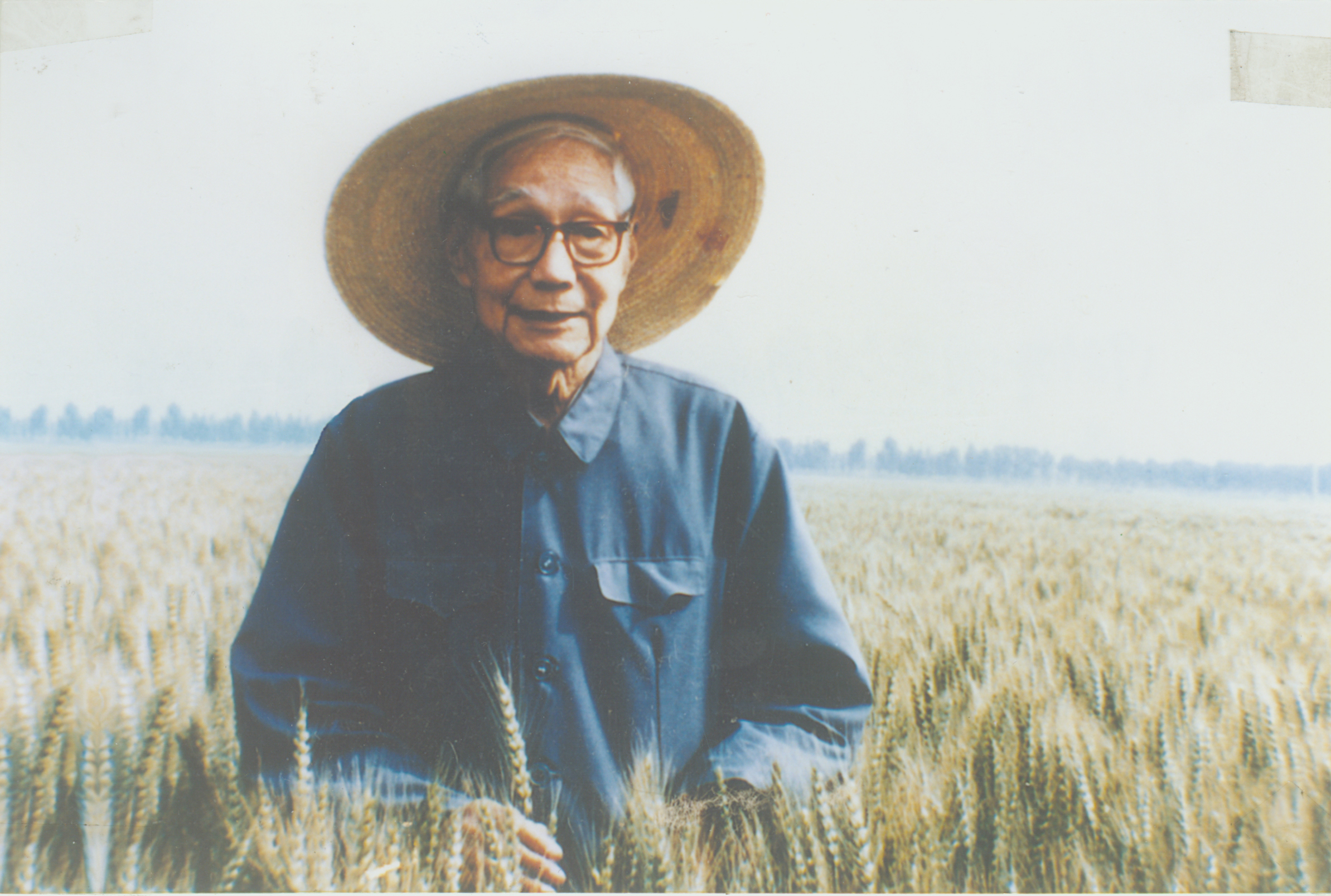 金善宝：为中国农业奋斗终生的小麦科学家